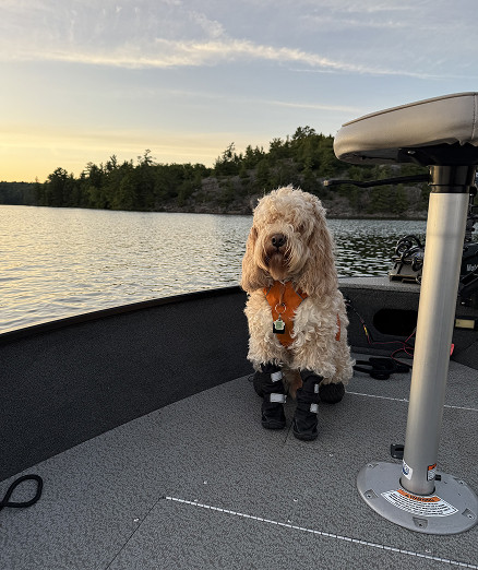 Adrian - Charley patiently waiting for dinner